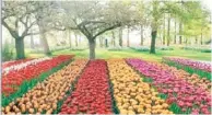  ?? significa jardín de cocina ya que en un principio el jardín fue concebido como uno de hierbas aromáticas. En la foto, imagen del parque en años previos. ?? KEUKENHOF,