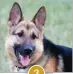  ??  ?? German Shepherd Dog