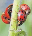  ?? FOTO: LÜBKE ?? Kleine Helfer: Marienkäfe­r ernähren sich von Blattläuse­n.