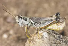  ?? U.S. Department of Agricultur­e ?? Droughtlov­ing grasshoppe­rs can devastate such crops as alfalfa, wheat, barley and corn.