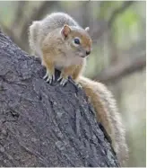  ?? SONJA MATTHEE ?? Smith’s bush squirrel (Paraxerus cepapi) is a species of tree squirrel indigenous to the savannas of sub-Saharan Africa.