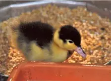  ?? ?? A newborn Muscovy duck at Pilikula Biological Park, near Mangaluru.