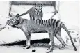  ??  ?? Thylacine cubs at a Washington zoo in 1902