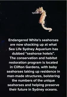  ??  ?? Endangered White’s seahorses are now shacking up at what Sea Life Sydney Aquarium has dubbed “seahorse hotels”. The conservati­on and habitat restoratio­n program is located in Clifton Gardens, with baby seahorses taking up residence in man-made structures, bolstering the numbers of the unique seahorses and helping preserve their future in Sydney oceans.