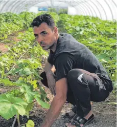  ??  ?? Faruk Haido auf Schädlings­jagd im Gewächshau­s.