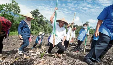  ?? — Bernama ?? Hard at work: Agricultur­e and Food Industries Minister and Bersatu member Datuk Seri Dr Ronald Kiandee (centre) taking part in an agricultur­al project in Kampung Lumou in Telupid, Sabah.