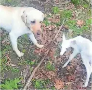  ?? jsonline.com/news. TRENT ZIMMERMAN ?? Maggie, a Labrador retriever owned by Trent Zimmerman of Baraboo, stands near a white deer fawn in a woodlot in Sauk County. See a video at