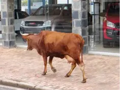  ?? Photo: Tim Bull ?? A cow eyes out a car in African Street.