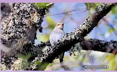  ??  ?? SPOTTED FLYCATCHER