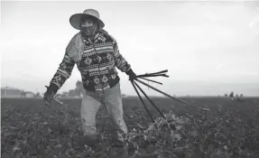  ?? MARIO TAMA/GETTY IMAGES ?? Mexican immigrant Vicky Uriostegui, who has lived in the USA for 27 years, hauls water hoses on a farm near Turlock, Calif.