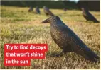  ??  ?? Try to find decoys that won’t shine in the sun