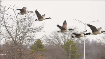  ?? Matthew Brown / Hearst Connecticu­t Media file photo ?? A flock of Canada geese take flight at the Cove Island Wildlife Sanctuary in Stamford on Dec. 21, 2019.