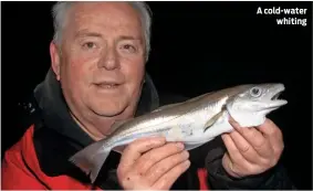  ??  ?? A cold-water whiting