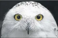  ?? NATURE CANADA PHOTO ?? A Canadian provincial emblem, the Snowy Owl (Quebec), is now globally threatened with extinction.