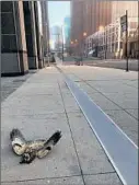  ?? CHRISTOPHE­R BORRELLI/CHICAGO TRIBUNE ?? A dead owl lies on the sidewalk near the corner of Lake and Stetson streets in a deserted downtown Chicago, a metaphor for the year that was 2020.