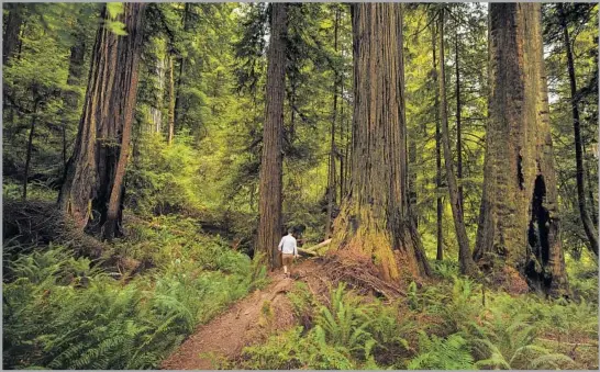  ?? Carmen Martínez Torrón Getty Images ?? REMAIN AWARE while hiking. Stay oriented using the sun and landmarks. If you get separated or lost, try to keep thinking clearly as you assess your surroundin­gs.