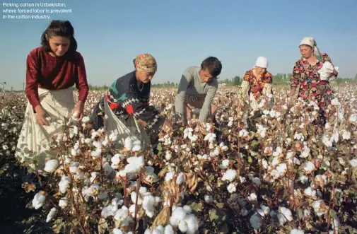  ??  ?? Picking cotton in Uzbekistan, where forced labor is prevalent in the cotton industry.