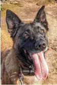  ?? ?? PD Tally: Belgian Malinois serves as a general purpose dog. PD Tally recently attended a burglary in Derby where two men were arrested.