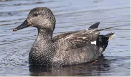  ??  ?? Gadwall