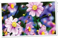 ?? ?? LATE SHOW: Plants such as Anemone x hybrida enhance borders well into autumn