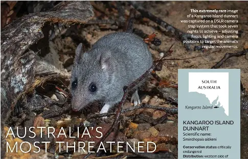 Kangaroo Island dunnart - PressReader