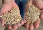  ?? ?? PROFLAKE NC treated rolled barley (left) and untreated rolled barley at 14% moisture (right)