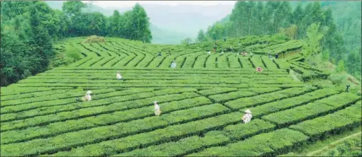  ?? PROVIDED TO CHINA DAILY ?? Top: Liubao town’s tea fields are expanding with the increasing popularity of its dark tea.