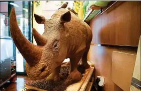 ??  ?? Un pâtissier a réalisé une réplique en chocolat du rhinocéros de Thoiry.