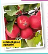  ??  ?? Compact apple ‘Appletini’