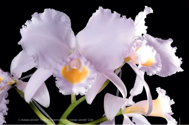  ??  ?? C. trianae concolor Thomas Toulemonde’ x C. trianae concolor ‘Zula’
Considerad­a por muitos colecionad­ores a espécie que detém as melhores qualidades do gênero Cattleya, a orquídea símbolo da Colômbia floresce de abril a agosto no Brasil