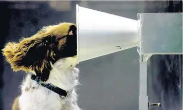  ?? KELLY BARNES/GETTY ?? Sniffing out COVID-19: An English springer spaniel named Floki undergoes training Friday to pick the positive COVID-19 sweat sample from a lineup of samples as part of a study at the University of Adelaide in Australia. COVID-19 detection dogs could be used to screen people for coronaviru­s at airports, hospitals or quarantine facilities.