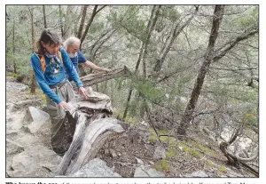  ?? (NWA Democrat-Gazette/Flip Putthoff) ?? Who knows the age of these gnarly cedar trees along the trail admired by Karen and Tom Mowry, hikers from Nob Hill?