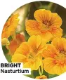  ?? BRIGHT Nasturtium ??