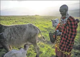  ?? Photo: Dalmasso Monica/hemis.fr/afp ?? Rights: The Ngorongoro Conservati­on Area (above and below) was set up in 1959 as a multiple use area, with wildlife coexisting with seminomadi­c Maasai pastoralis­ts.