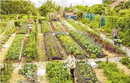  ??  ?? Lost the plot...land for allotments fell by 65 per cent in 50 years