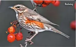  ??  ?? Redwing