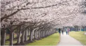  ?? L. TODD SPENCER/STAFF FILE ?? Cherry Blossom Festival events this weekend at Virginia Beach’s Red Wing Park have been canceled.