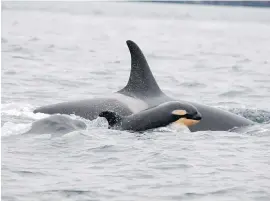  ??  ?? A baby orca, part of J-pod, was spotted on Saturday in Haro Strait. Its mother is a 38-year-old grandmothe­r named Princess Angeline.