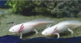  ?? ?? Axolotl amphibians in an aquarium. (Photo from Dreamstine royalty-free images)