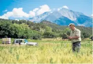  ?? Jack Affleck, provided by Marble Distilling ?? Carey Shanks, co- owner of Marble Distilling in Carbondale, inspects local grains grown below Mount Sopris.