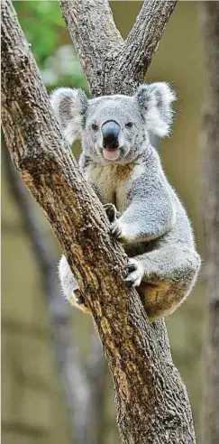  ?? Foto: Shuttersto­ck ?? Wenn keine Schutzmaßn­ahmen ergriffen werden, sterben im australisc­hen Gliedstaat New South Wales die Koalas bis spätestens 2050 aus.