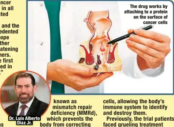  ?? ?? Dr. Luis Alberto
Diaz Jr.
The drug works by attaching to a protein on the surface of
cancer cells