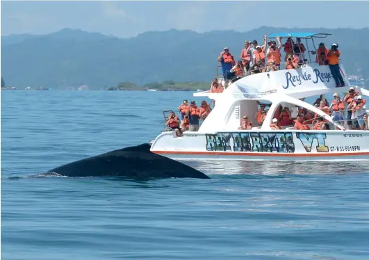  ?? DANNY POLANCO ?? La visita de las ballenas jorobadas a la provincia de Samaná constituye todo un espectácul­o.