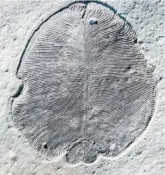  ?? — AFP photo ?? Photo shows organicall­y preserved ‘Dickinsoni­a’ fossil from the White Sea area of Russia.