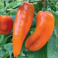  ?? (Proven Winners via AP) ?? The Pepper Pots Sugar Kick plant, a new introducti­on for 2023, is seedless.