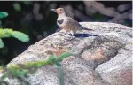  ??  ?? A northern flicker stands on a rock in the Sangre de Cristo Mountains. Volunteers are counting birds at select locations in New Mexico.