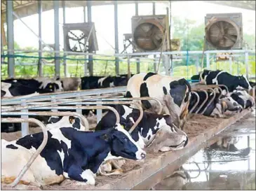  ?? HONG MENEA ?? Investment­s in animal husbandry in Cambodia have steadily increased this year, with most funds being directed towards large-scale farms capable of exporting goods in the future.