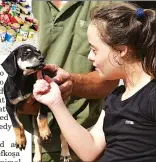  ??  ?? A student from the Yesilyurt Special Needs Centre meets one of the dogs at the Lefkoşa shelter