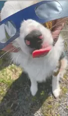  ?? JULIA MCKAY ?? Harley, a seven-month-old mini Australian Shepherd, tries out her owner's eclipse glasses at the Bayridge Secondary School viewing area.