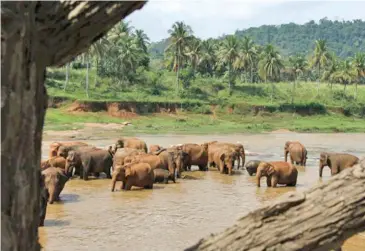  ??  ?? A herd of elephants bathe in a river at Sri Lanka’s Pinnawala Elephant Orphanage. The orphanage boasts one of the largest captive elephant herds in the world.